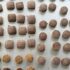 Kodo-ko-biskut