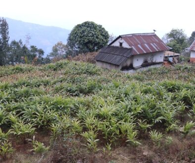 alaichi-bhojpur