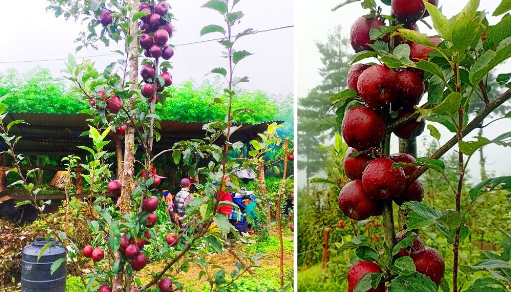 apple-baglung