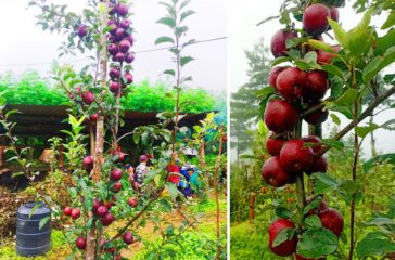 apple-baglung