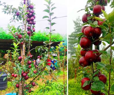 apple-baglung