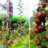 apple-baglung