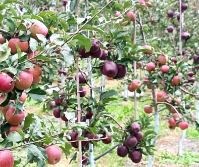 apple-top