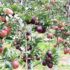 apple-top