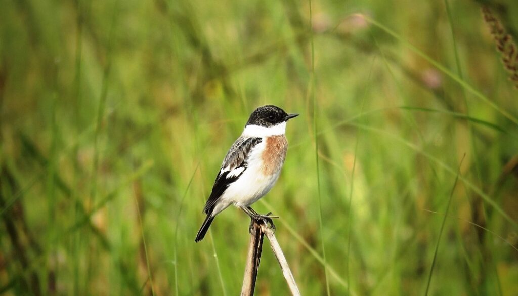 bird-