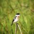 bird-