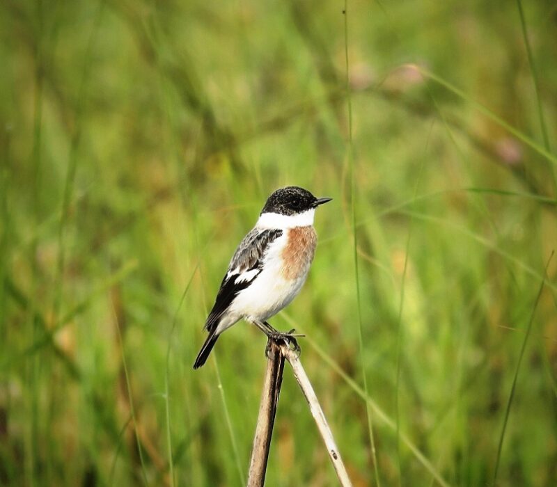 bird-