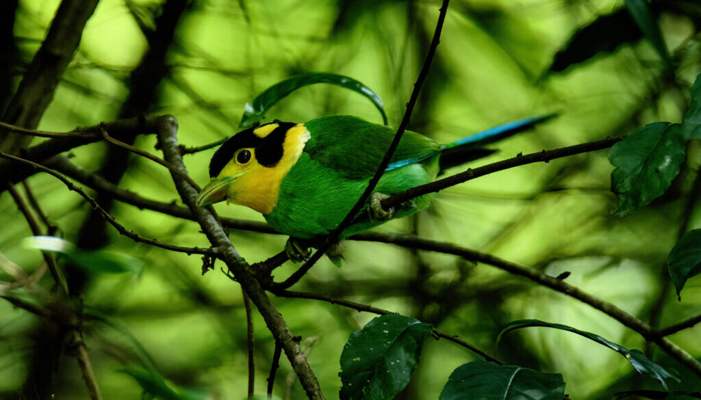 birds4 birds4