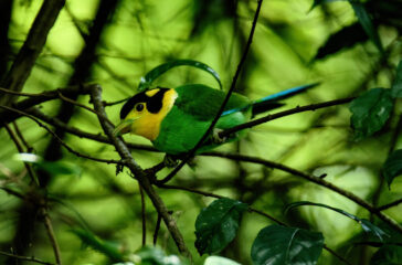 birds4