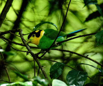 birds4