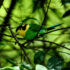 birds4