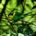 birds4