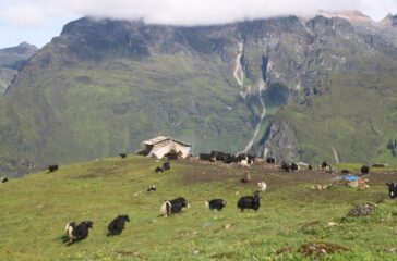 chauri-yak
