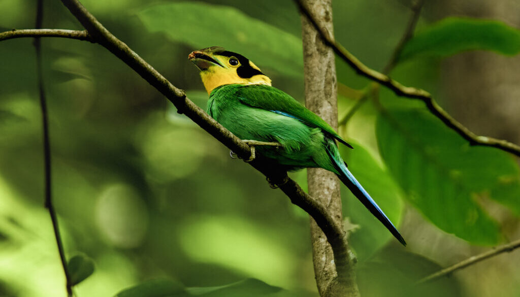 chitragupta birds1