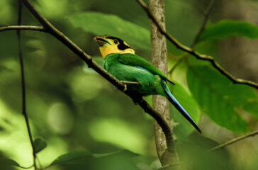 chitragupta birds1