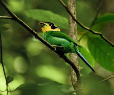 chitragupta birds1