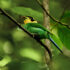 chitragupta birds1