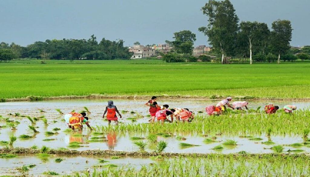 dhan-ropai dhan-ropai