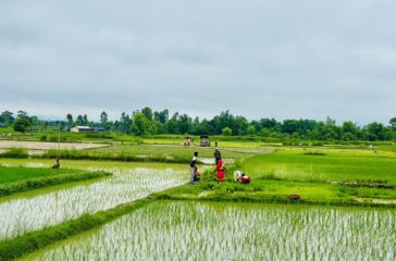 dhan-ropai-siraha