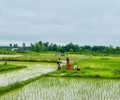 dhan-ropai-siraha