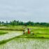 dhan-ropai-siraha