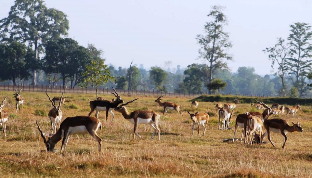 krishnasar