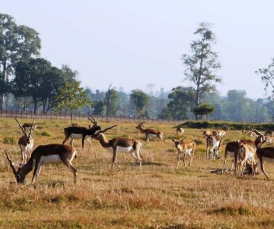 krishnasar