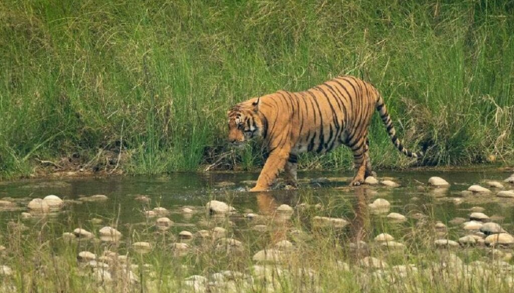 tiger-f tiger-f
