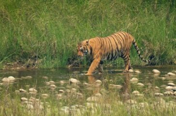 tiger-f