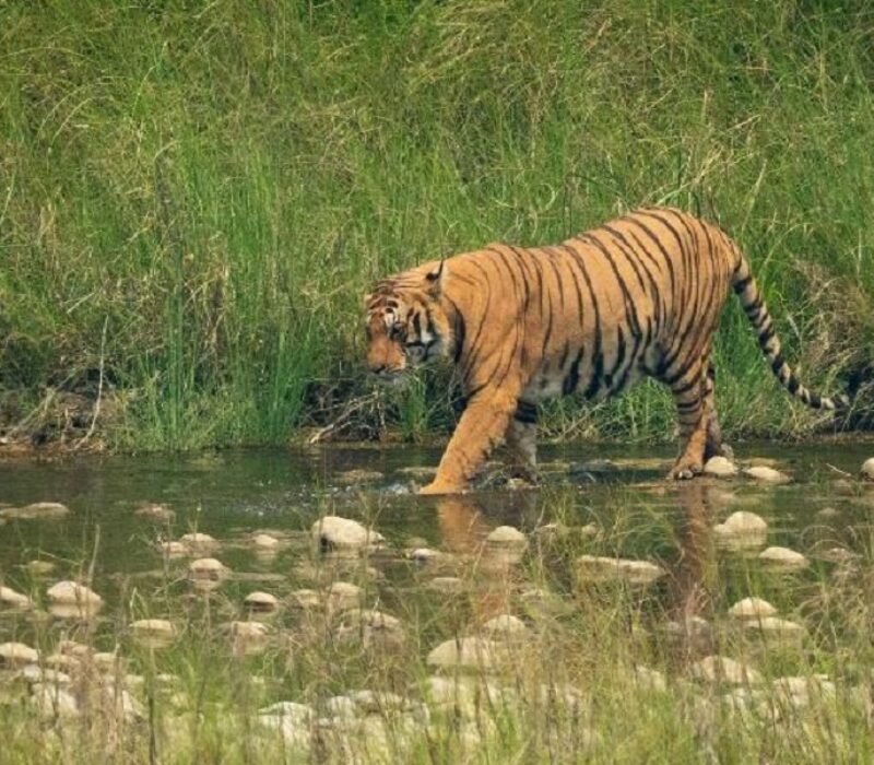 tiger-f