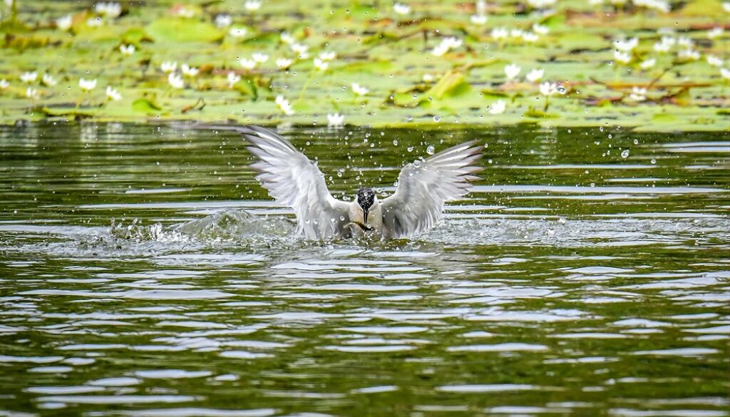 top-bird top-bird