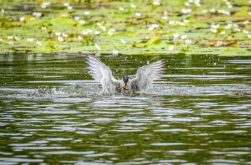 top-bird