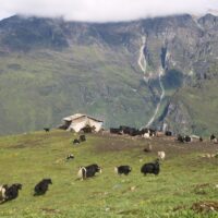 yak-taplejung