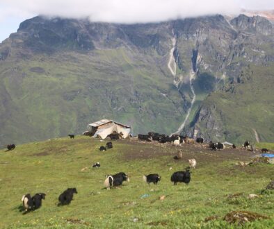 yak-taplejung