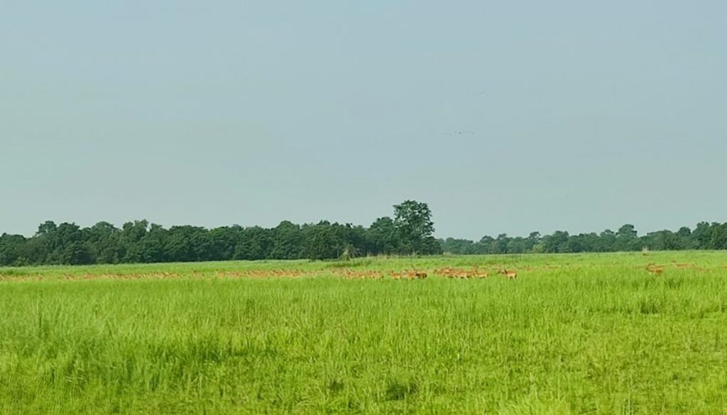 Shuklaphata-rastriya-nikunga