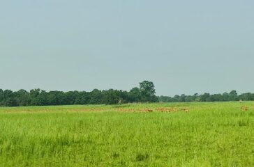 Shuklaphata-rastriya-nikunga