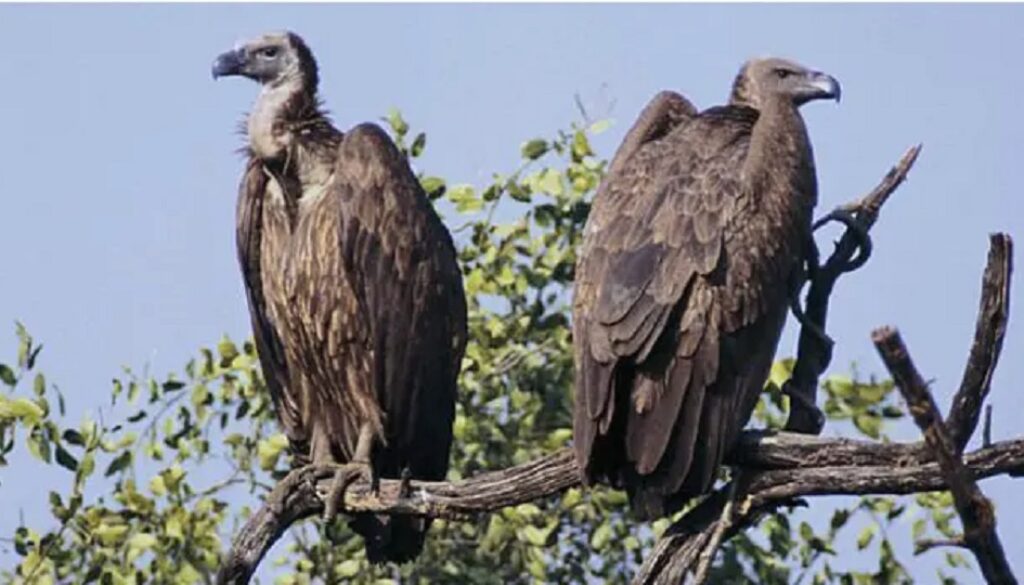 gidda- gidda-