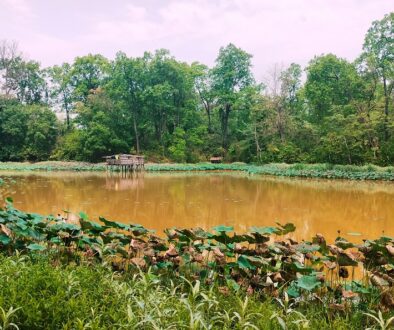 पुरैनातालमा व्यावसायिक माछापालन