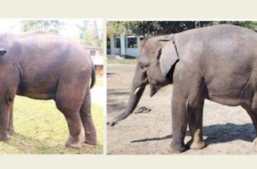 रुद्रकली र खगेन्द्र अब कतारको चिडियाखानामा बस्ने