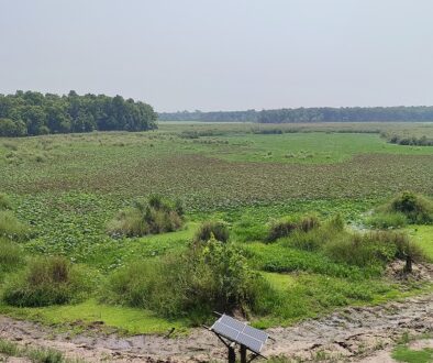 tal-nikunja