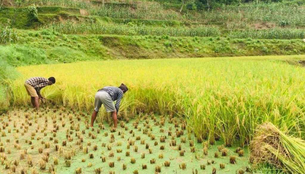 RICE farm1 RICE farm1