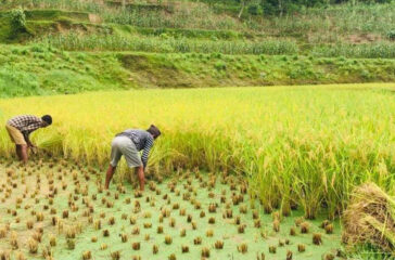 RICE farm1