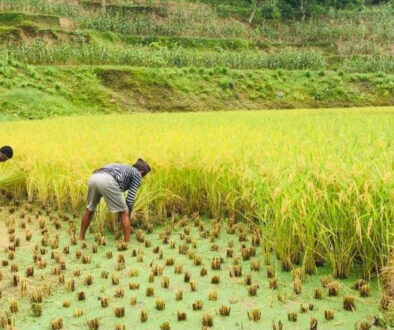 RICE farm1