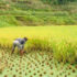 RICE farm1