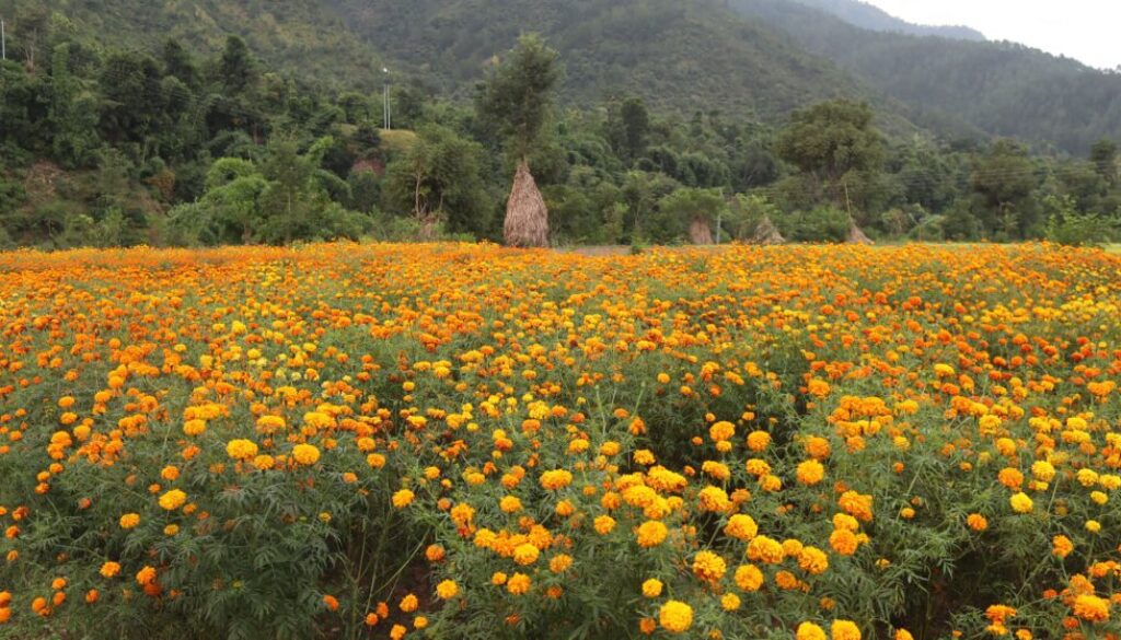 Sayapatri flowers Sayapatri flowers