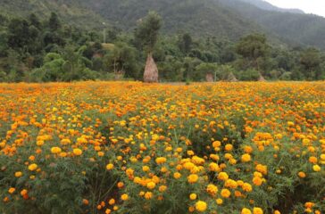 Sayapatri flowers Sayapatri flowers