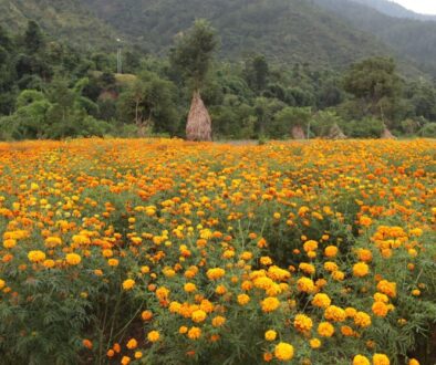 Sayapatri flowers