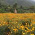 Sayapatri flowers