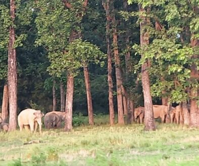 elephant