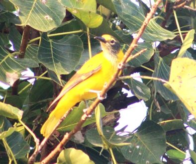 golden-bird golden-bird